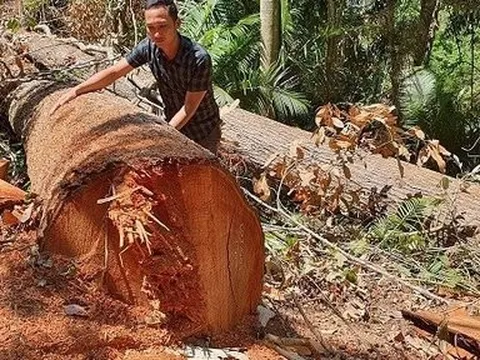 Kon Tum: Triệu tập 6 đối tượng phá rừng