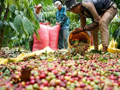 Nhà kinh doanh cà phê ráo riết chuyển hướng lô hàng do không thể tiếp cận Nga và Ukraine