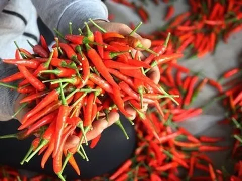 Xuất khẩu trở lại mặt hàng ớt tươi sang Trung Quốc