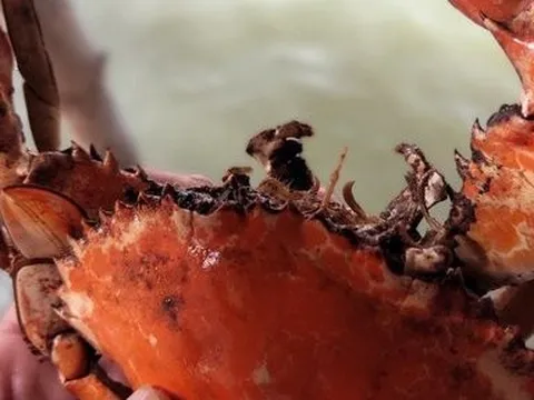 Cà Mau lại xuất hiện tình trạng cua trong vuông tôm chết bất thường