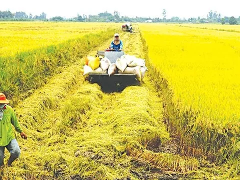 Thị trường nông sản tuần qua: Giá lúa nếp tăng mạnh, cà phê tiếp tục tăng