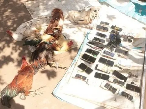 Bắt giữ hàng chục đối tượng đánh bạc dưới hình thức đá gà