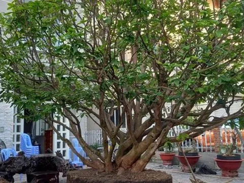 Tạm giữ nhóm đối tượng đem ôtô, xe cẩu đi cướp cây mai trị giá 150 triệu đồng