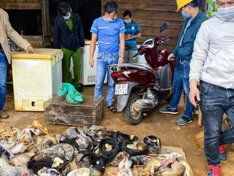 Lâm Đồng: Bị phạt hơn 350 triệu đồng vì tàng trữ động quý hiếm