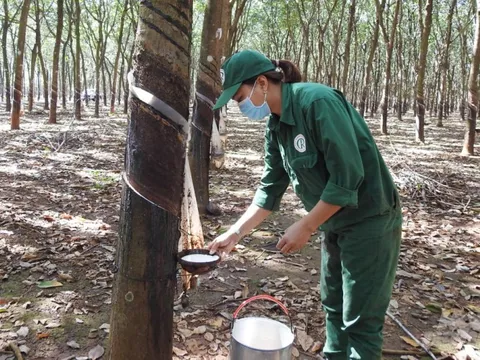 Tập đoàn Cao su sẽ chuyển đổi 100.000 ha đất để làm khu công nghiệp, nông nghiệp công nghệ cao