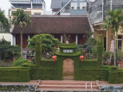 Ảnh: Ngắm hàng rào cây xanh 30 năm tuổi "độc nhất vô nhị" ở Hà Nội