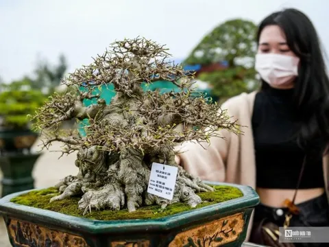 Ngắm nhìn hàng loạt "siêu cây cảnh" tiền tỷ tại Thủ đô
