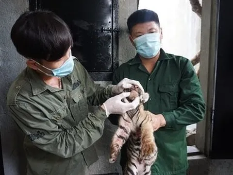 Cận cảnh hành trình đưa 7 cá thể hổ Đông Dương về ngôi nhà mới