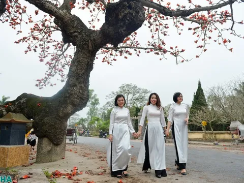 Mãn nhãn chiêm ngưỡng cây gạo gù, thân dáng rồng nở hoa đỏ rực ở Thái Bình