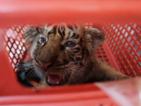 Dụ 7 con hổ Đông Dương vào lồng chở đến nơi ở mới, không dùng thuốc gây mê