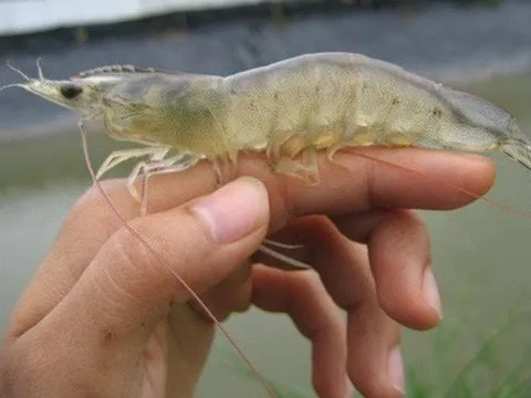 Từng bán cổ phần cho quỹ ngoại với giá 765.000 đồng/cp, một công ty tôm giống trả cổ tức tỷ lệ 1.200% tăng vốn lên nghìn tỷ