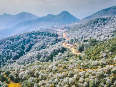 Hoa sơn tra nở đẹp ngỡ ngàng ở nơi cách Hà Nội chỉ 300 km