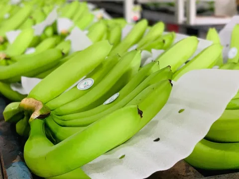 Thương hiệu chuối KDA của Việt Nam khẳng định vị thế trên thị trường quốc tế