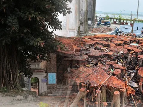 Hà Nội: Người dân rơi nước mắt khi cây đa cổ thụ ở ngôi đình 2.000 năm bị chặt hạ