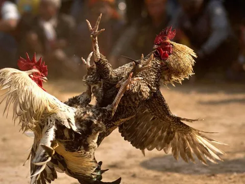 Một đại biểu HĐND ở Bạc Liêu tham gia đá gà ăn tiền bị phạt 1,5 triệu đồng