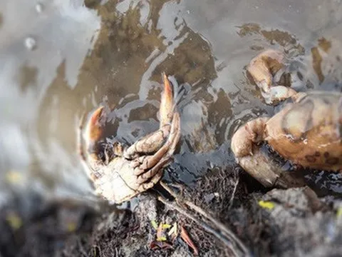 Đã tìm ra nguyên nhân cua biển Cà Mau chết bất thường trên diện rộng