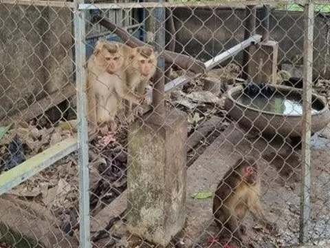 Một ngôi chùa ở Huế phóng sinh 4 cá thể khỉ quý hiếm