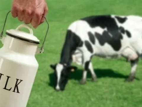 Giá nguyên vật liệu và logistics đột biến đang "ăn mòn" lợi nhuận: Áp lực bao trùm ngành sữa và Vinamilk