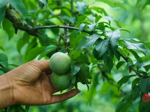 Chủ vườn mận Mộc Châu thu tiền tỷ từ mận trái mùa
