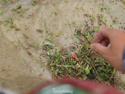 Vượt gần 100km đi săn cào cào, người dân kiếm tiền triệu mỗi ngày