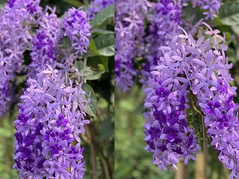 Mai xanh nhưng nở hoa tím lịm, 30 triệu/cây nhà giàu Việt săn mua