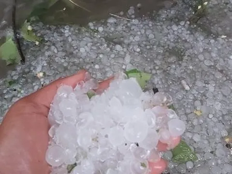 Đà Lạt: Mưa đá gây thiệt hại nhiều hoa màu