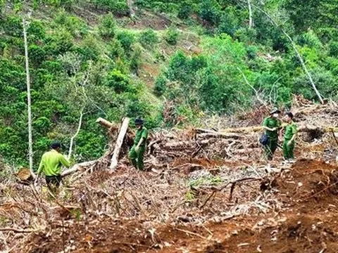 Lâm Đồng: Tạm đình chỉ công tác Chủ tịch UBND xã để 1,9ha rừng bị tàn phá