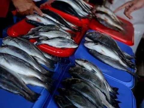 Đi mua cá nên tránh chọn 3 loại này vì vừa mang bệnh lại còn phí tiền