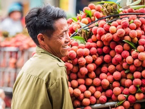 Xúc tiến, đưa vải thiều Bắc Giang vào những thị trường “khó tính”