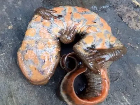 Phát hiện loài cá cóc lạ bụng hoa quý hiếm