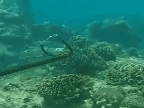 CLIP: "Thảm sát" san hô ở vịnh Quy Nhơn