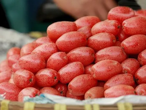 Loại cây là vị thuốc chữa ho hiệu quả, hỗ trợ tiêu hóa tốt: Rất quen thuộc với người Việt