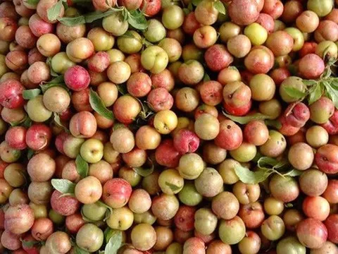 Giữa lúc thanh long, chuối, dứa... rớt giá mạnh, 1 loại quả tăng giá 6 lần vẫn cháy hàng