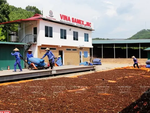 Doanh thu vẫn gấp đôi bất chấp Covid, Vina Samex muốn IPO vào năm 2026: Đồng hành với người dân tộc thiểu số mà 95% là phụ nữ, đưa cây quế Việt ra trường thế giới