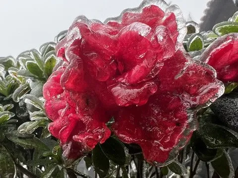 Băng giá bao phủ đỉnh Fansipan, cảnh tượng kỳ thú khiến du khách thích mê ngày cuối tháng Ba