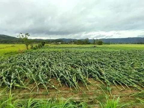 Mưa lớn bất thường ở Quảng Trị khiến nhiều diện tích lúa ngập nặng