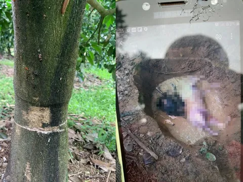 Điều tra kẻ xấu đột nhập cưa gốc vườn bưởi đặc sản, ném xác động vật xuống giếng nước