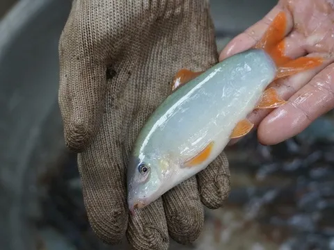 Loại cá mình dẹt, trơn bóng, kêu như lợn, gần triệu đồng/kg