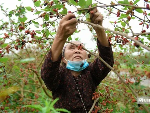 Tất bật thu hoạch dâu tằm nơi ngoại thành Hà Nội