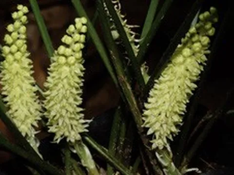 Phát hiện loài sâm cau quý hiếm tại Cát Tiên