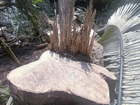 Nghệ An:Xác minh những khuất tất sau vụ phá rừng tại khu vực biên giới