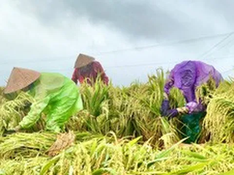 Quảng Ngãi: Hỗ trợ nông dân khắc phục hậu quả do mưa lớn kéo dài