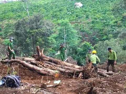 Lâm Đồng: Bắt tạm giam đối tượng chủ mưu vụ phá rừng tại huyện Bảo Lâm