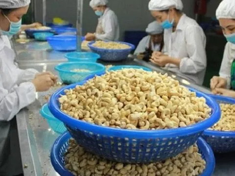 Vụ nguy cơ xuất khẩu điều bị lừa: Đã giành lại quyền sở hữu 9 container hàng