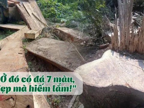 Bất thường quanh vụ bảo vệ công ty khoáng sản chặt phá gỗ rừng "để về làm chuồng bò"