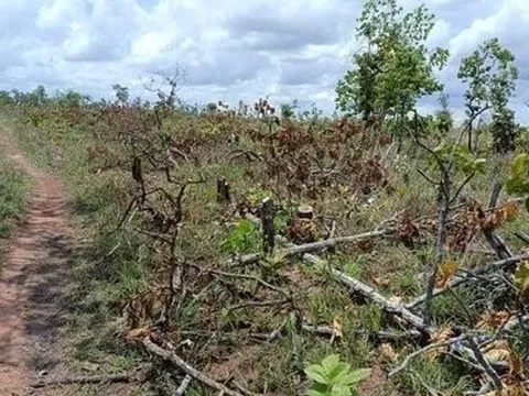 Đắk Lắk: Phát hiện 100 ha rừng bị tàn phá nghiêm trọng