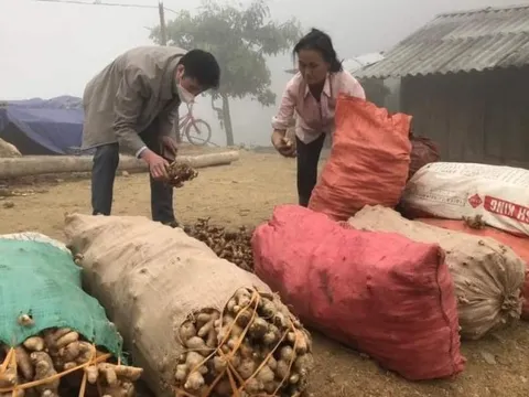 Gừng rớt giá thảm, Chủ tịch xã viết tâm thư "kêu cứu" giúp nông dân