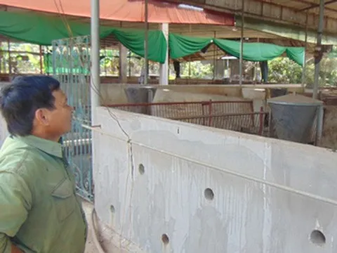 Lỗ, bỏ chuồng vì giá thức ăn chăn nuôi tăng liên tục