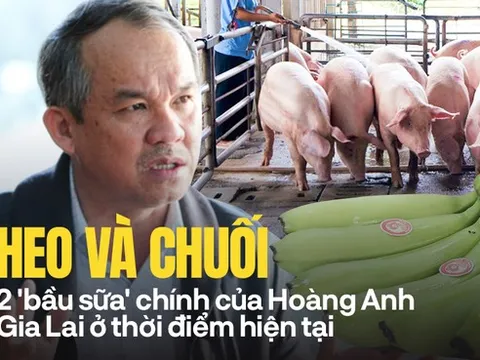 Bầu Đức: Hoàng Anh Gia Lai có trồng rừng, sầu riêng… nhưng tôi chỉ tính đến cái gì đã thu hoạch được, không người ta bảo tôi nói phét!