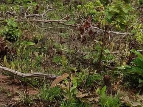 Đề nghị làm rõ trách nhiệm vụ tàn phá gần 400ha rừng ở Đắk Lắk